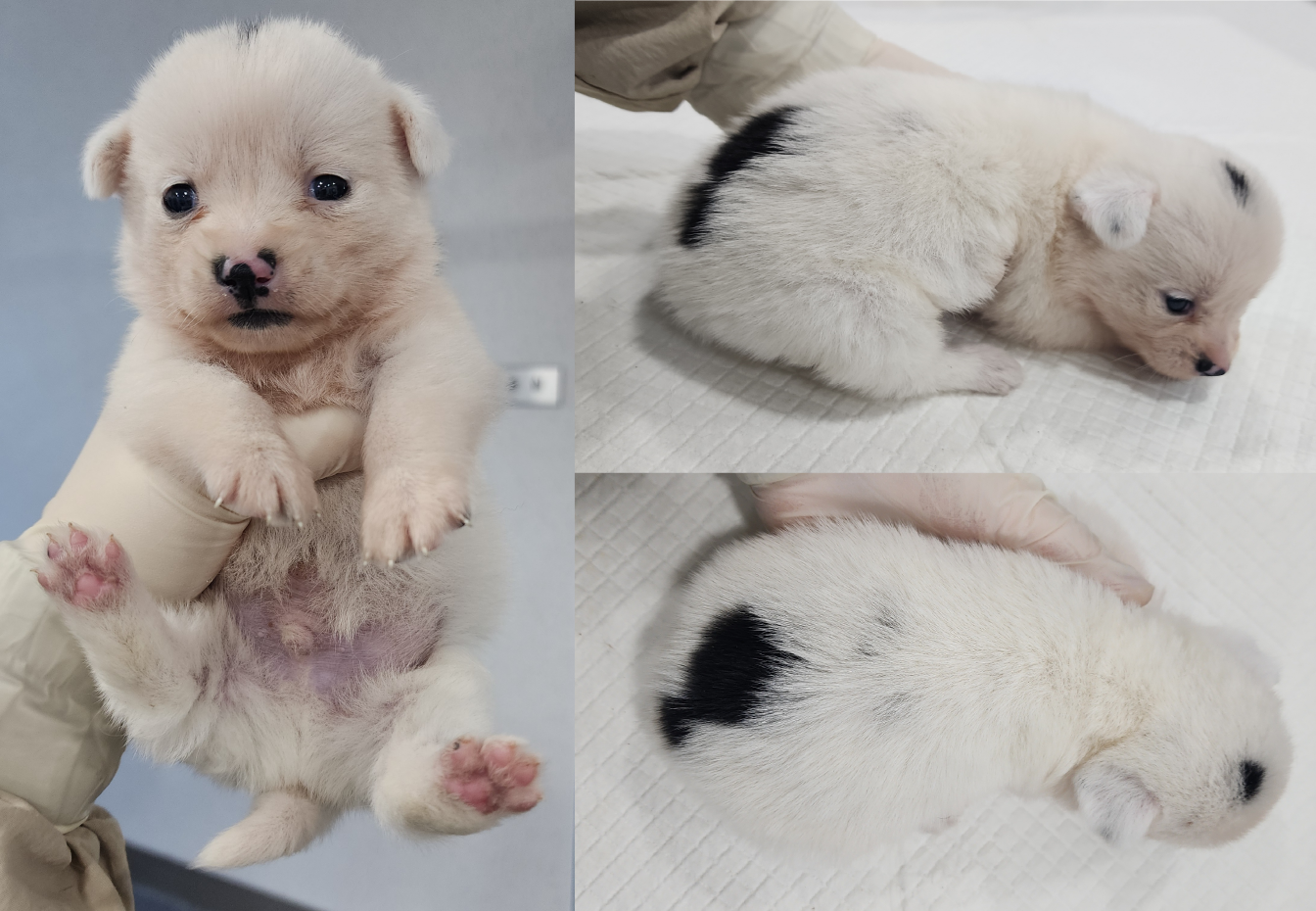 서산시 동물보호센터_444453202500647